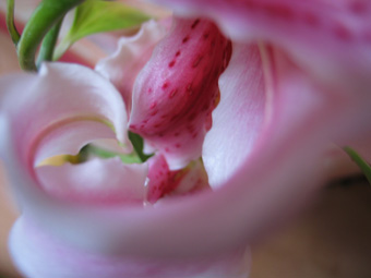 Fotografie einer Lilie