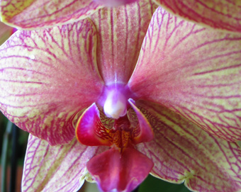 Fotografie einer Orchidee