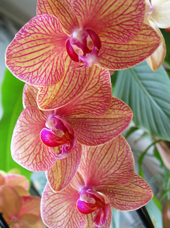 Fotografie einer Orchidee